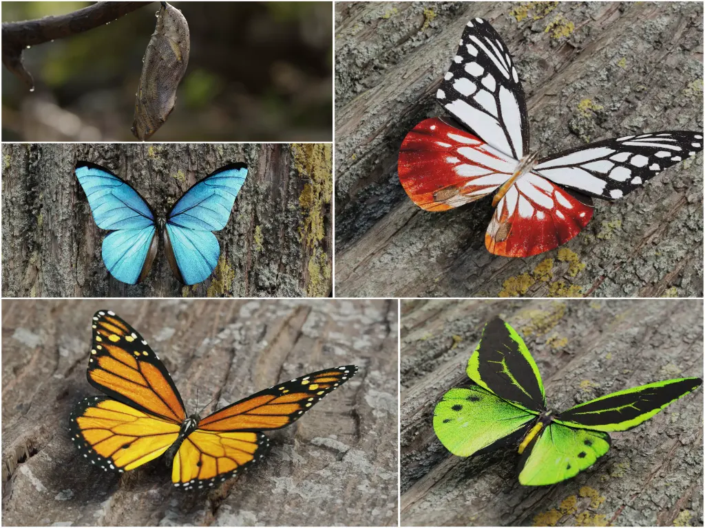 蝴蝶逼真3D模型套装 | 4种高精度蝴蝶与蛹 Blender格式昆虫模型下载Butterfly Realistic 3D Model Pack