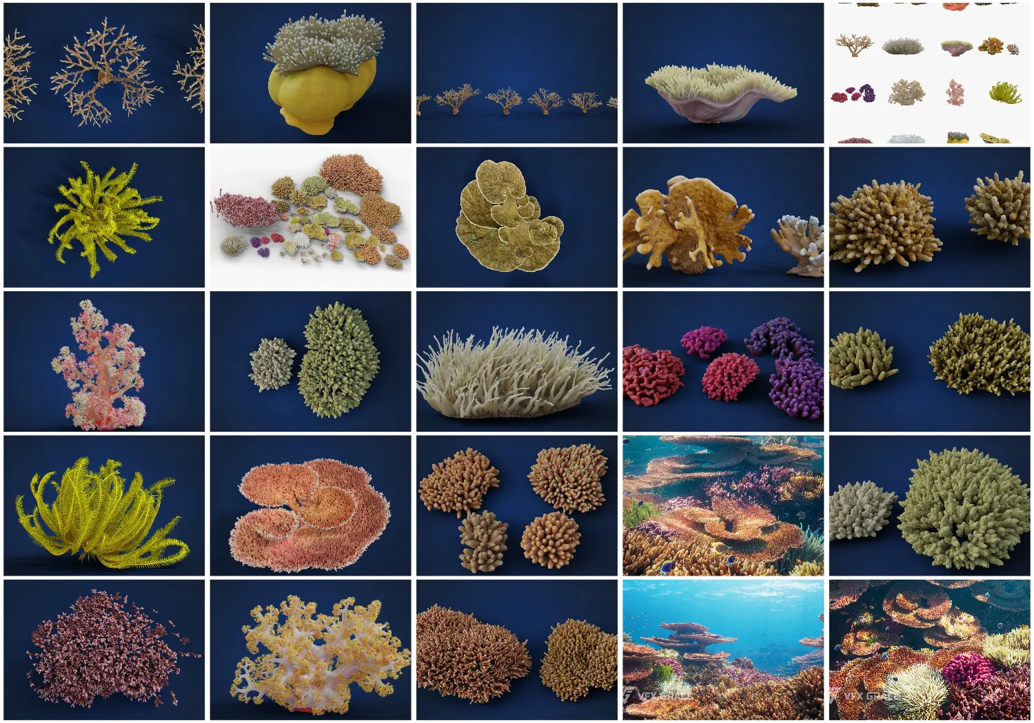 海星珊瑚、桌状珊瑚、树状珊瑚、蓝珊瑚等多样3D模型精细贴图资产-支持Cycles渲染免费下载Vfx Grace - Corals Collection